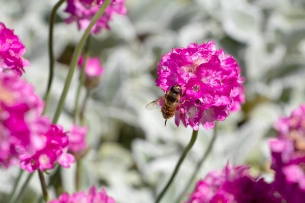 Abbeville-Estate-IMG_2965