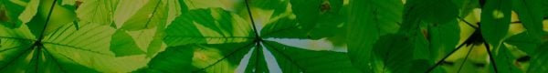 leaf-bg-dark leaf-bg-dark